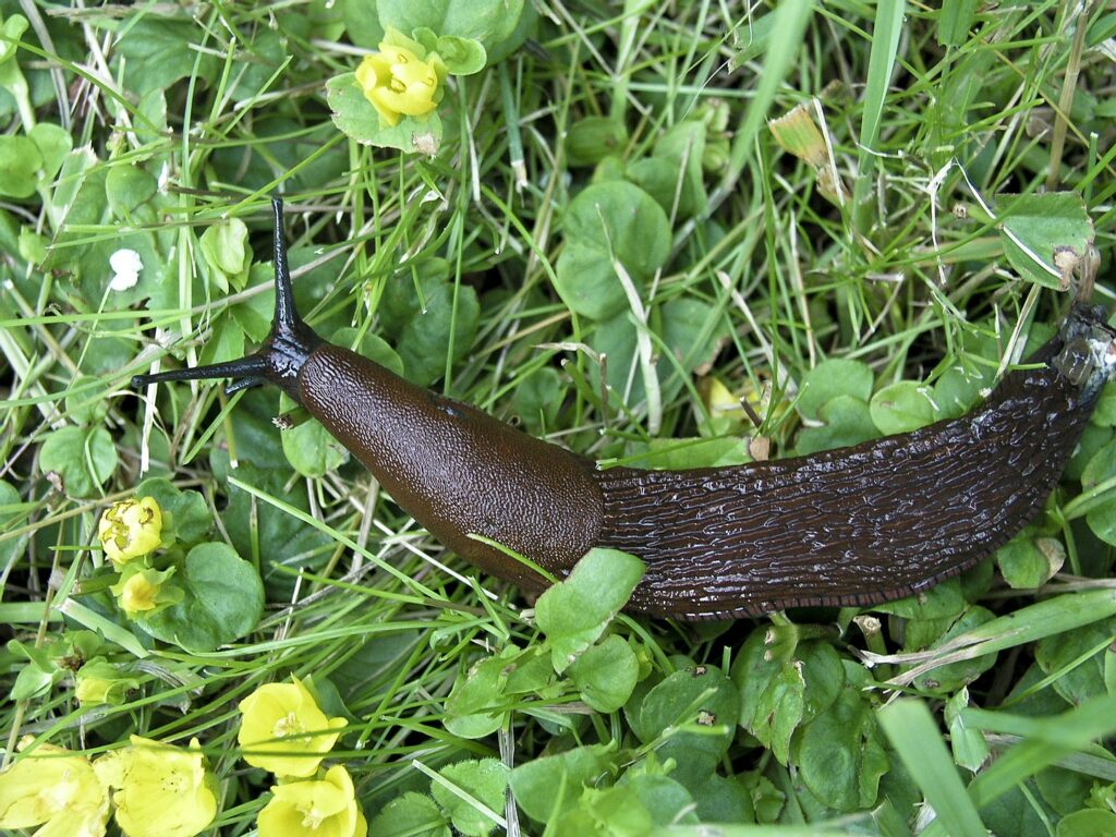 Brunsnegle